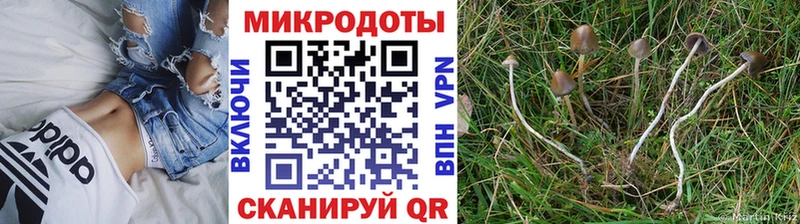 Галлюциногенные грибы Psilocybine cubensis  Купить где  Ессентукская 